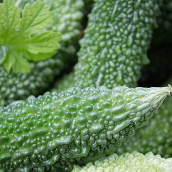 Bitter Melon Extract